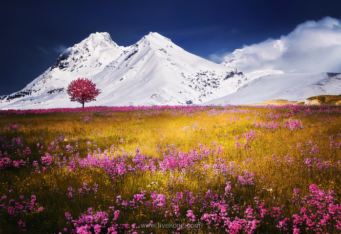 雪山花海草地