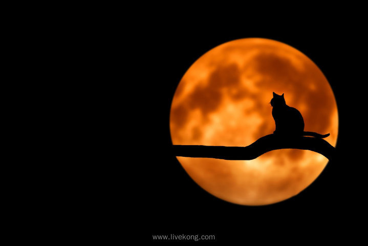 月光下树上猫咪剪影