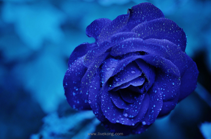 浪漫蓝色玫瑰花朵