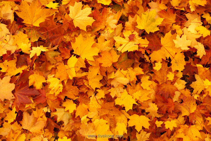 秋天金黄色落叶背景