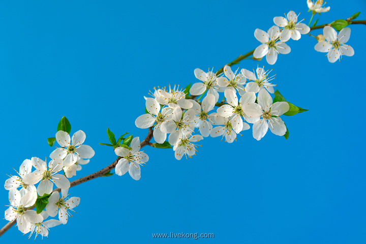 白色花朵壁纸