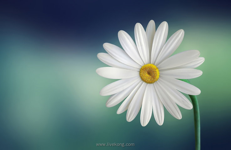 白色菊花朵壁纸