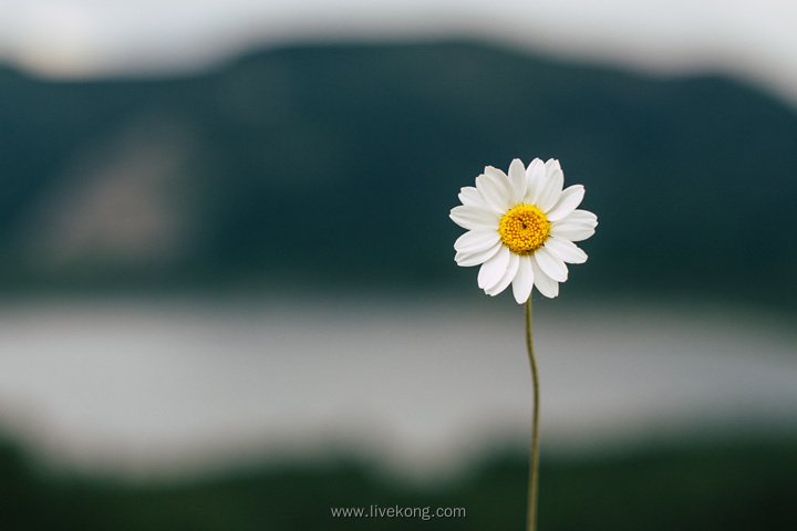 小清新菊花壁纸