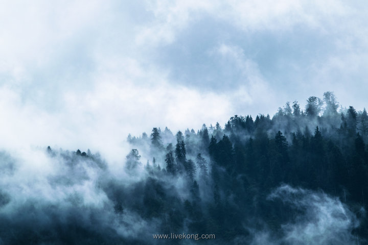 晨雾下森林