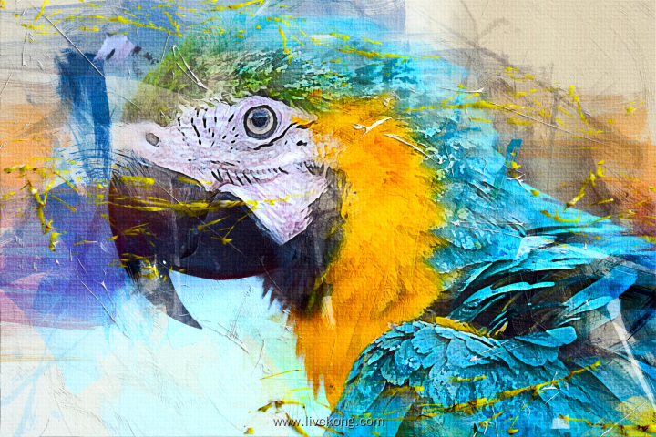 动物鹦鹉水彩艺术作品