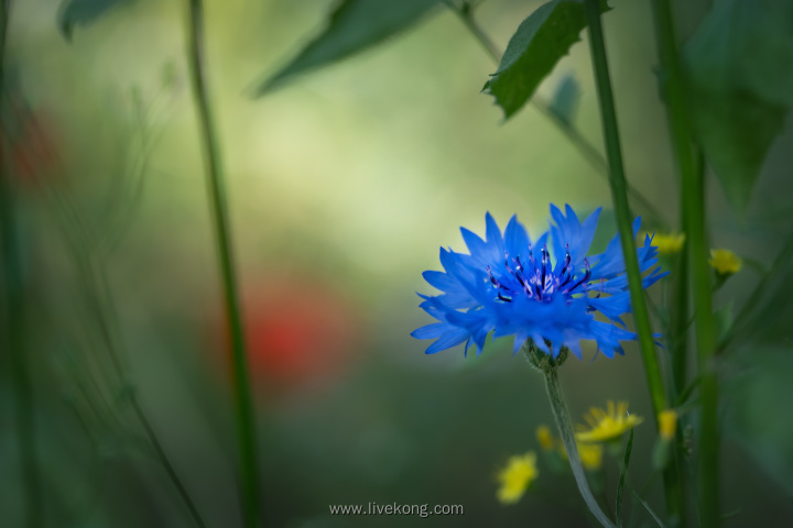 唯美蓝色花朵壁纸背景