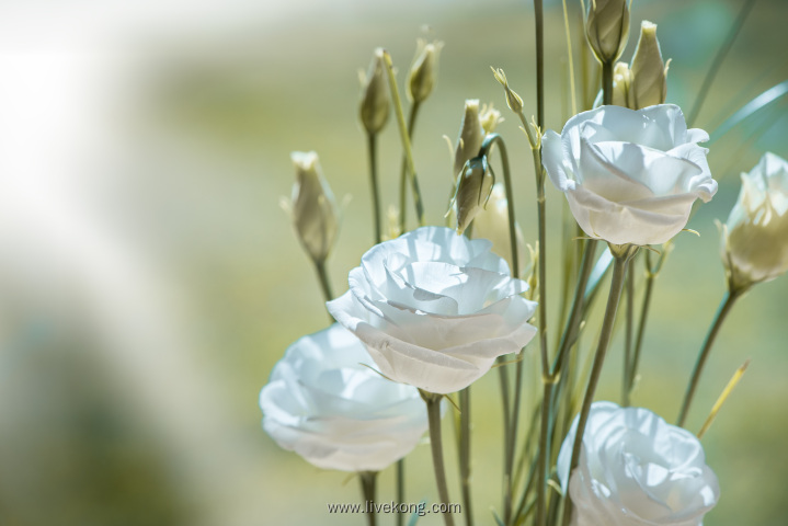 漂亮白色花束