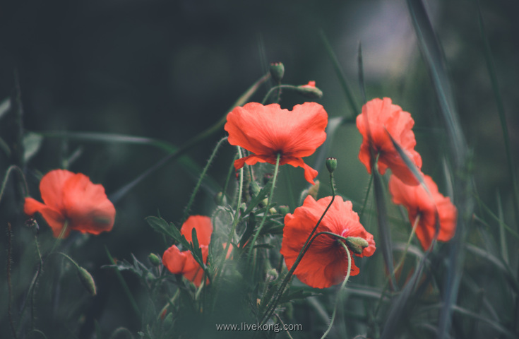 红色罂粟花朵