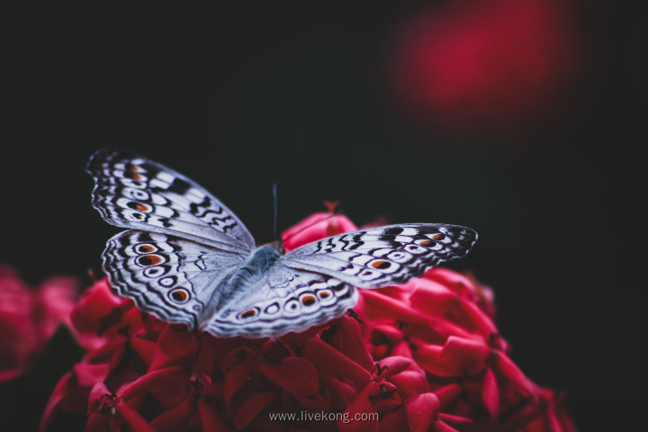 红花蝴蝶
