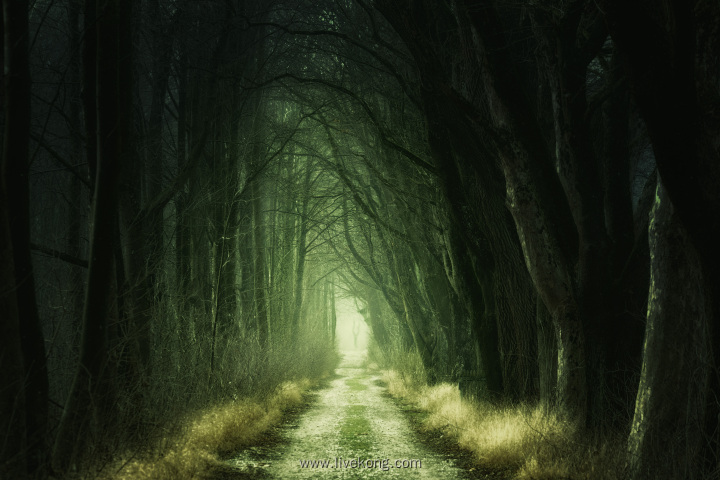 神秘绿色森林小路