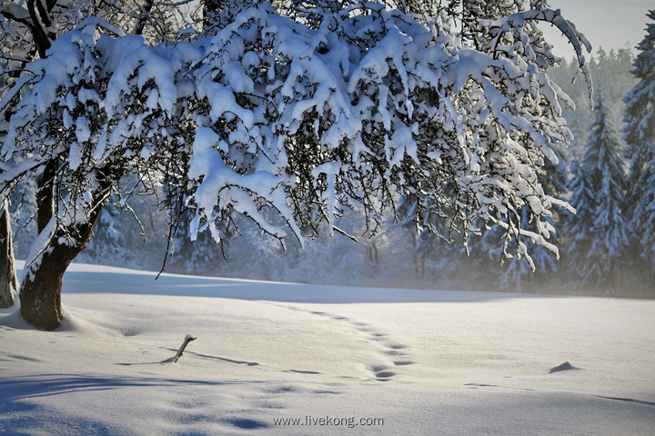 冬季雪景大树下脚印