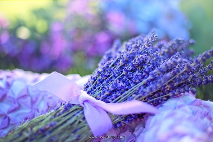 紫色薰衣草花束