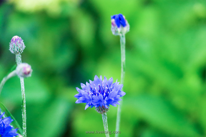 蓝色花朵壁纸