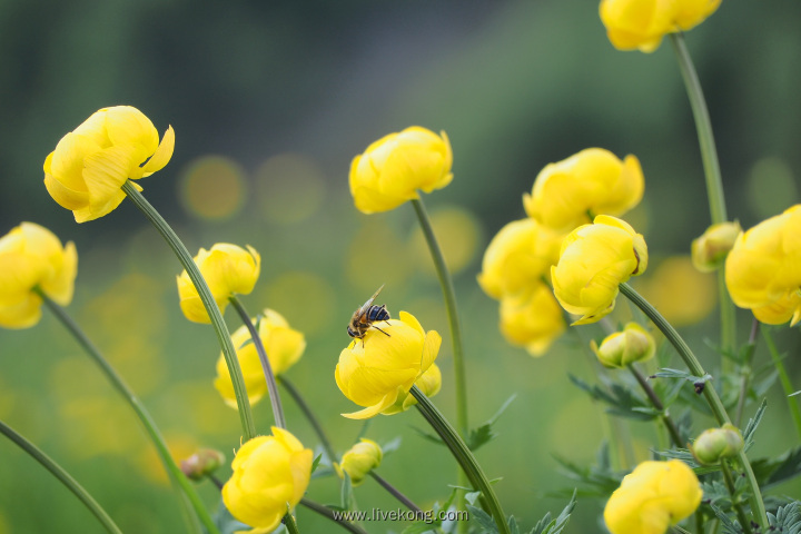唯美小清新黄色花朵