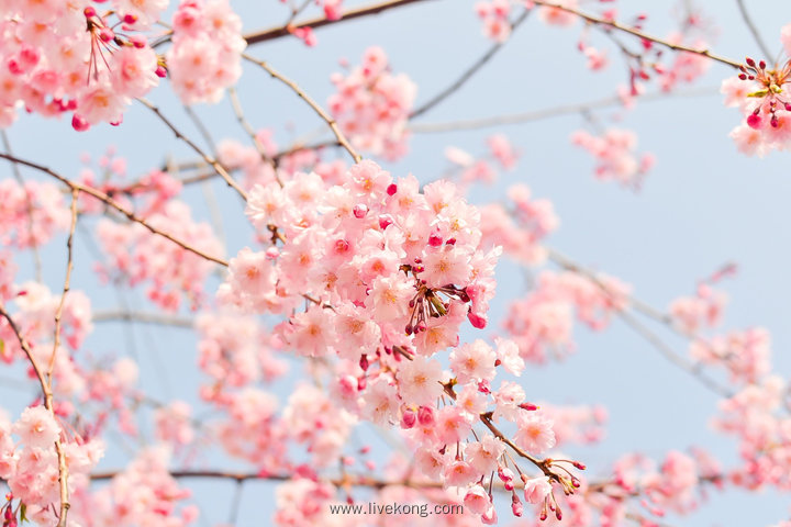 樱花树特写