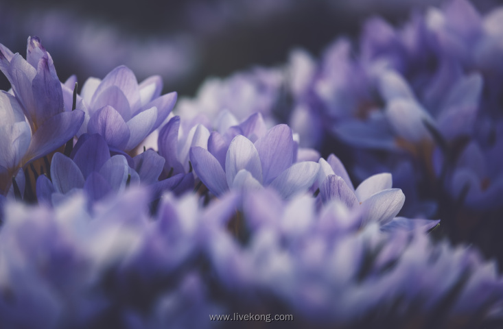 春天紫色花特写