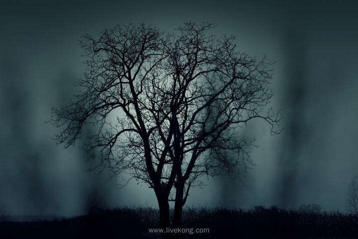黑色神秘大树