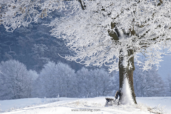 冬季雪景