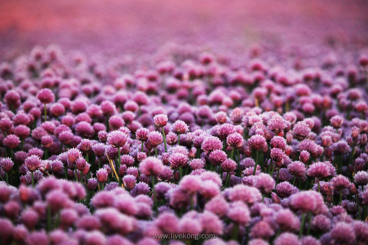 紫色花草甸花海