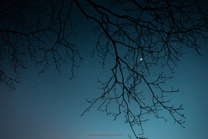 夜景树枝