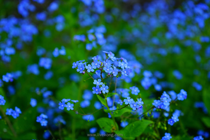 唯美蓝色小花