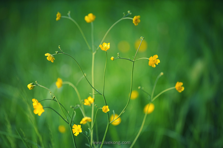 小清新花草