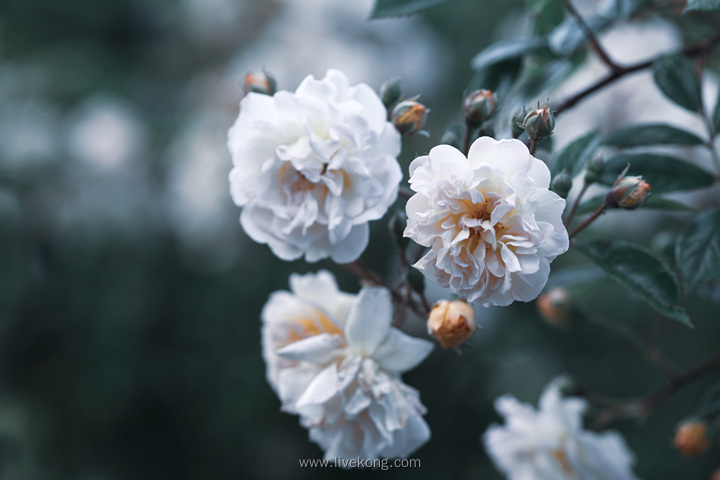 白色花朵