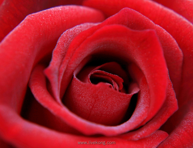 红色玫瑰花朵背景
