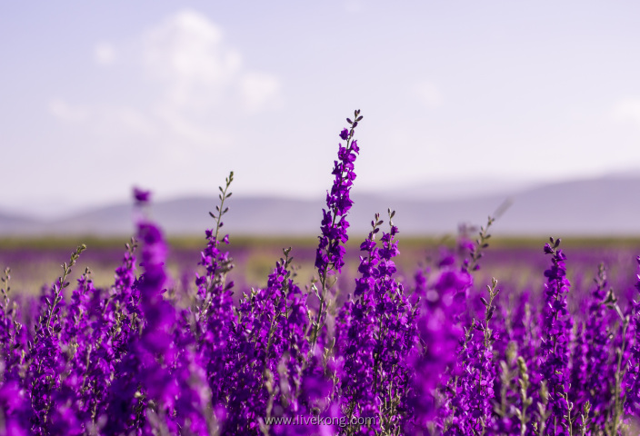 紫色薰衣草庄园