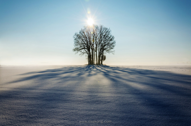 雪地里大树的影子