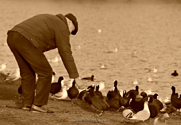 老人在河边喂养鸽子