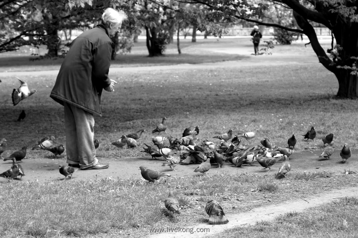 老人在公园喂养鸽子