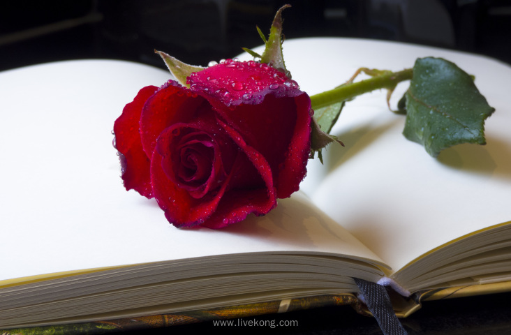 书本上的玫瑰花