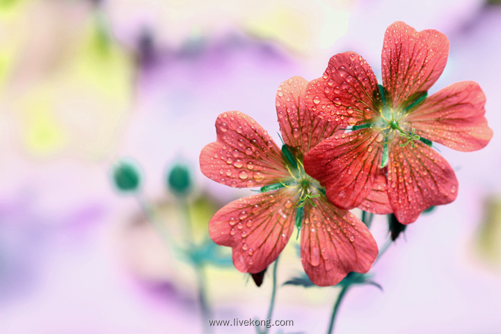 唯美小清新花朵芹叶牻牛儿苗