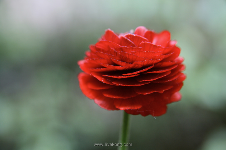 花毛茛花朵特写