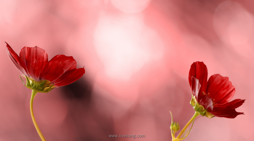 唯美浪漫红色花朵特写
