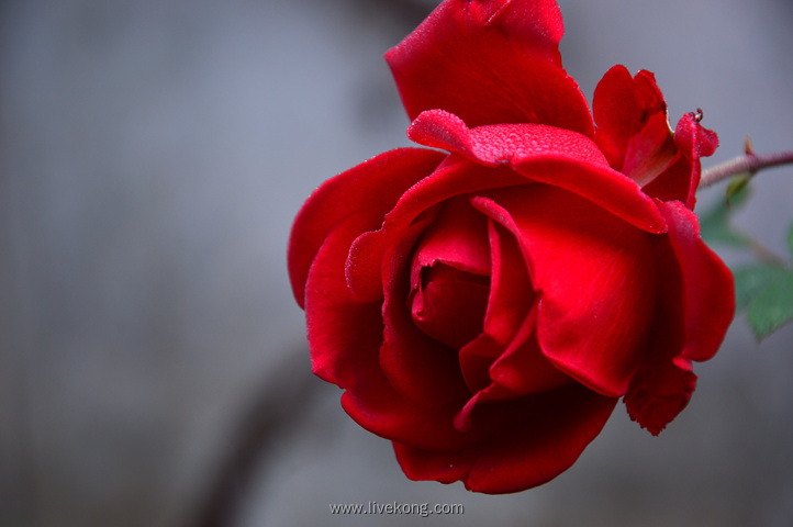 玫瑰花特写