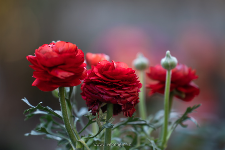 唯美红色花朵花毛茛