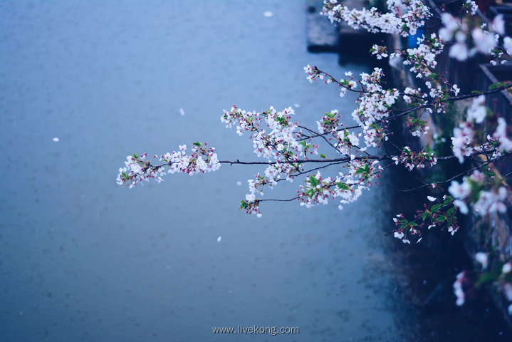 樱花树枝