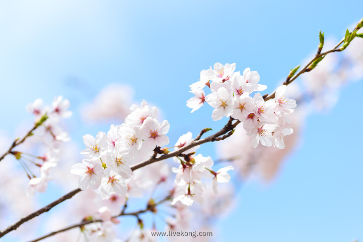 樱花树