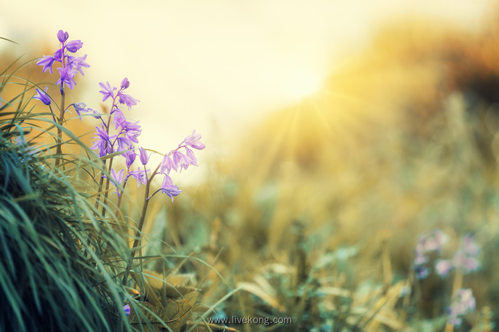 唯美花草美景