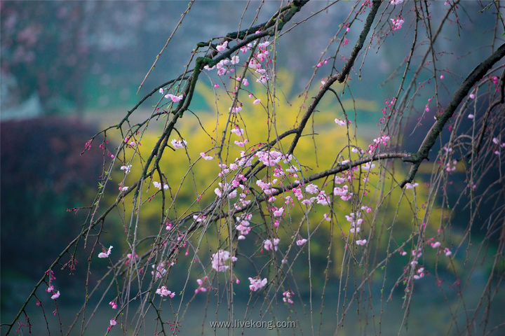 樱花树