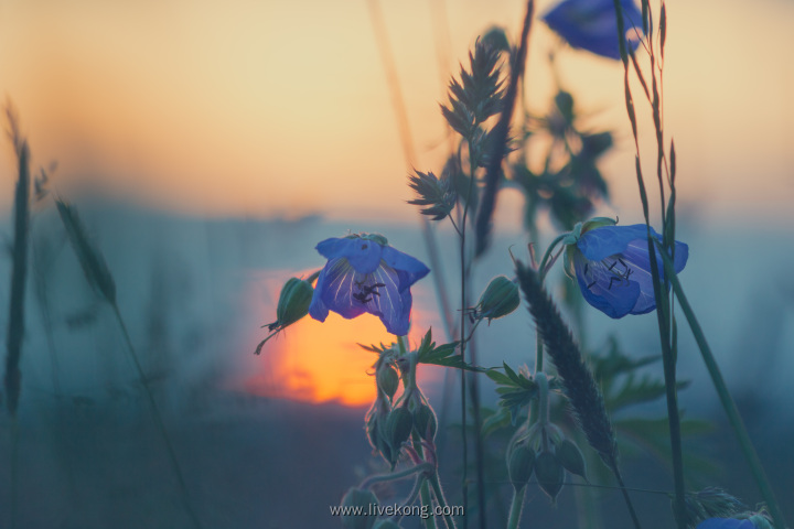 唯美蓝色花朵