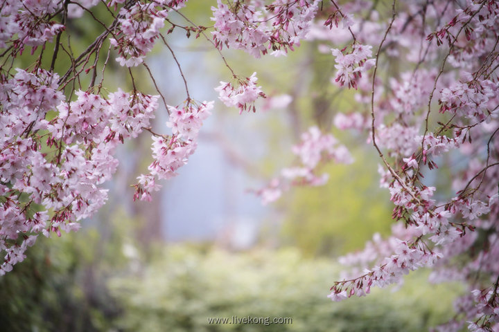 樱花树