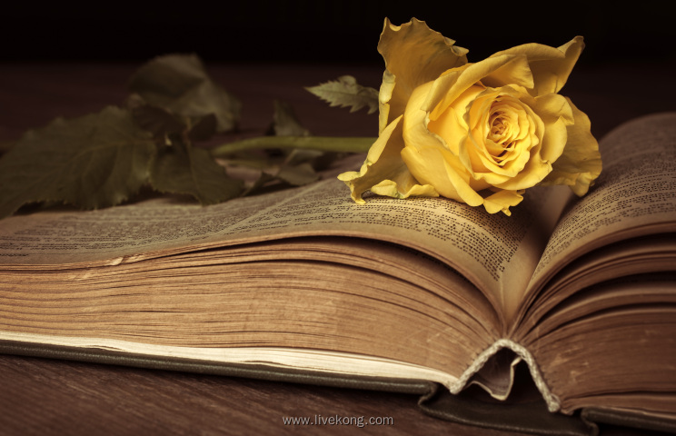 书本上的黄色玫瑰花