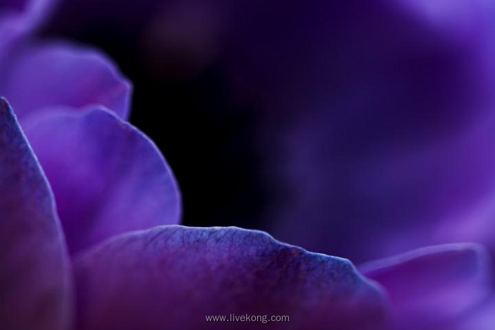 唯美紫色花瓣
