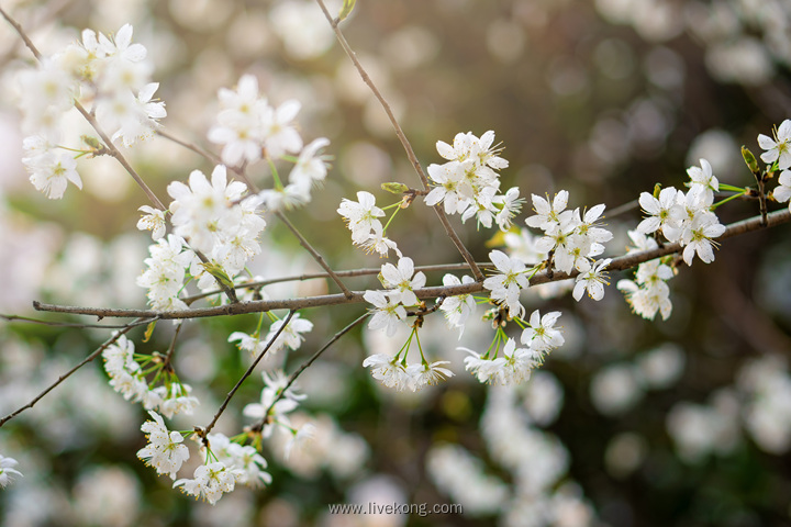 樱花