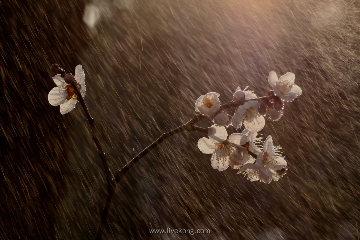 暴风雨下的樱花