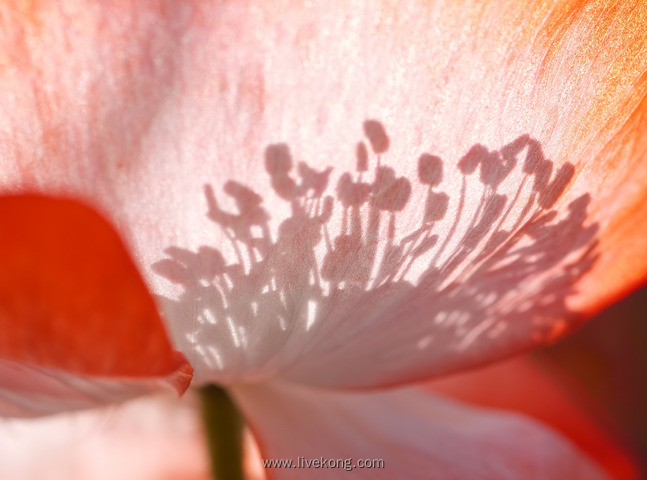 花蕊特写