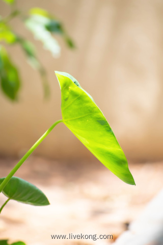 绿色植物